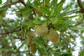 Green young almonds nuts growing on almond tree Royalty Free Stock Photo