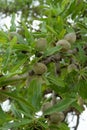 Green young almonds nuts growing on almond tree Royalty Free Stock Photo