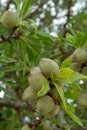 Green young almonds nuts growing on almond tree Royalty Free Stock Photo