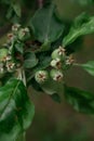 Green young apples on a tree