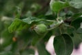 Green young apples on a tree