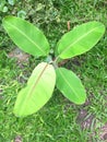 Green and young banana tree