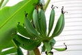Green young bananas grow on site