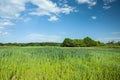 Green young cereal in field, forest and clouds on blue sky Royalty Free Stock Photo