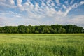 Green young cereal in the field, forest on the horizon and clouds on the sky Royalty Free Stock Photo