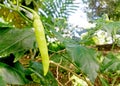 Green young chili pepper growth on the tree Royalty Free Stock Photo