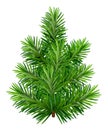 Green young Christmas tree isolated on white background Royalty Free Stock Photo