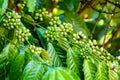 Green/young coffee beans on a coffee farm. Selective focus. Royalty Free Stock Photo