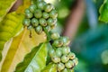 Green/young coffee beans on a coffee farm. Selective focus. Royalty Free Stock Photo