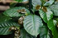 Green young coffee Coffea arabica in latin leaves.