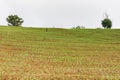 Green young corn field on mountain Royalty Free Stock Photo
