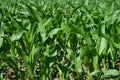 Green young corn plants on a field in spring Royalty Free Stock Photo