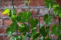 Green young creeping plant, climber, typical tropical jungle plant with green heart-shaped Royalty Free Stock Photo