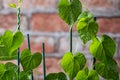 Green young creeping plant, climber, typical tropical jungle plant with green heart-shaped Royalty Free Stock Photo