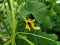 Green young cucumber with flower on a background of green leaves in garden. Royalty Free Stock Photo