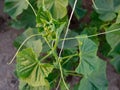 Green cucumber in the ground growing in a greenhouse Royalty Free Stock Photo