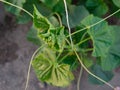 Green cucumber in the ground growing in a greenhouse Royalty Free Stock Photo