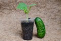 Green young cucumber plants grows in the soil