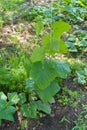 Green young cucumber plants, sprouts with big leaves growing in the open ground. Fresh eco-vegetables in garden concept Royalty Free Stock Photo