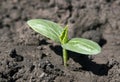 Green young cucumber shoot on the ground Royalty Free Stock Photo