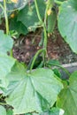 Green young cucumbers on a branch winding along a trellis. Growing cucumbers in the garden Royalty Free Stock Photo