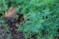 Green young dill grows in the garden bed