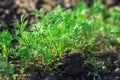 Green young dill grows in the garden in the open air in the black soil. Royalty Free Stock Photo