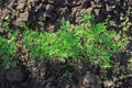 Green young dill grows in the garden in the open air in the black soil. Royalty Free Stock Photo