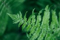 Green young fern leaves close-up