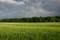 Green young field of grain, forest and stormy clouds Royalty Free Stock Photo