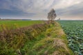 Green young field landscape Royalty Free Stock Photo