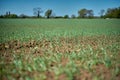 Green Young Field Landscape. Selective focus on crops. Royalty Free Stock Photo