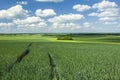 Green young field wheat, copses and clouds in the sky Royalty Free Stock Photo