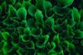 Green young fresh leaves hosta top view, spring summer wallpaper background Royalty Free Stock Photo