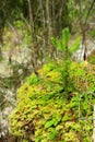 Green young fur-trees on the hill Royalty Free Stock Photo