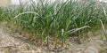 Green Young garlic planted in the field