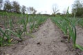 Green young garlic is planted in rows in a garden in the countryside. Garlic plants in the ground.