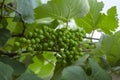 Green and young grape cluster in the tree.Green grape cluster. New green grape in the vineyard. Royalty Free Stock Photo