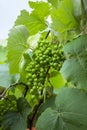 Green and young grape cluster in the tree.Green grape cluster. New green grape in the vineyard. Royalty Free Stock Photo