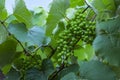 Green and young grape cluster in the tree.Green grape cluster. New green grape in the vineyard. Royalty Free Stock Photo