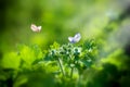 green young grass in backlight. Wildlife. Two butterflies fly over young plants in the wild