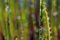 Green, young grass with dew drops and sun glare Royalty Free Stock Photo