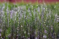 Green, young grass with dew drops and sun glare Royalty Free Stock Photo