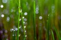 Green, young grass with dew drops and sun glare Royalty Free Stock Photo