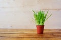 Green young grass in pots. Oats. Wooden table-top.