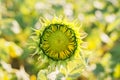 green young head of sunflower