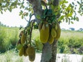 Green young Jackfruits growing on tree in garden Royalty Free Stock Photo