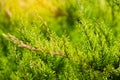 Green young juniper branches close up. Background with juniper branches. sunny day. nature wallpaper. Spring. summer.