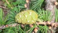 Green young larch lump. Cones in spring. New Year`s photo. Bright green spruce, fir tree