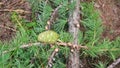 Green young larch lump. Cones in spring. New Year`s photo. Bright green spruce, fir tree Royalty Free Stock Photo